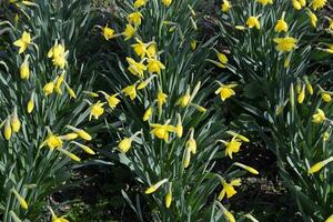 Blooming buds of daffodils in flower bed. photo