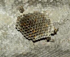 Vespiary. Wasps polist. The nest of a family of wasps which is taken a close-up. photo