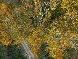 amarillo hojas en un plata álamo, parte superior ver foto