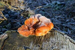 Orange mushrooms on a stub photo