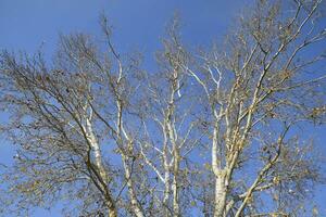 View from the bottom up in a forest of silver poplars. Background of the sky and trees. Autumn in the forest photo