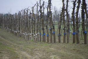 Apple trees in the garden, pruning apple trees photo