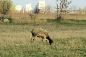 Sheep in the pasture photo