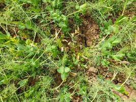 campo de joven guisantes. chícharos en el campo es creciente. legumbres en el campo foto