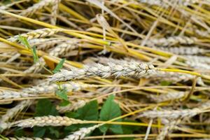 field of wheat photo