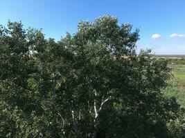 Top view of a silver poplar. The high poplar tree photo