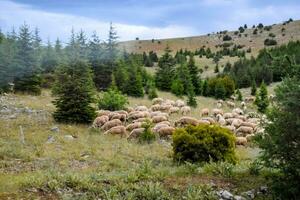 Sheep and goats graze on the slopes of the mountains. Grazing cattle. photo