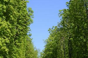 callejón de caballo castañas en contra el azul cielo. verde arboles en el primavera. claro cielo. foto