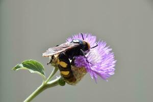 Megascolia maculata. The mammoth wasp. photo