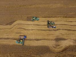 Harvesting wheat harvester. Agricultural machines harvest grain on the field. photo