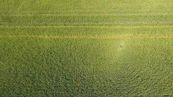 Green wheat in the field, top view with a drone. Texture of wheat green background. photo