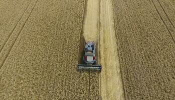 Harvesting wheat harvester. Agricultural machines harvest grain on the field. photo