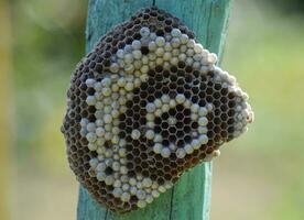 Communication of wasps photo