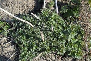 Young shoots of nettle in spring in garden. photo