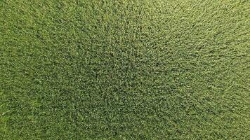 Green wheat in the field, top view with a drone. Texture of wheat green background. photo