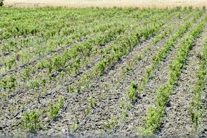 campo con plántulas de Fruta arboles reproducción de Fruta cultivos. foto