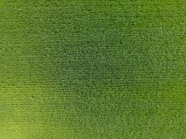 The wheat field is green. Young wheat on the field. View from above. Textural background of green wheat. Green grass. photo