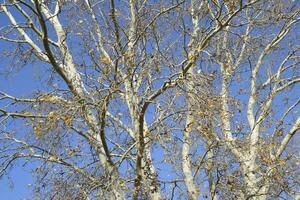 antecedentes de el ramas de un plata álamo. otoño árbol. foto