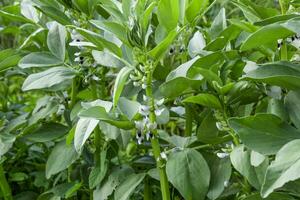 A row of beans in the garden. Green leaves and flowers of beans. Green shoots of beans. photo