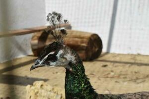 Male of a peacock in the open-air cage photo