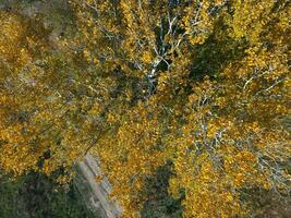 Yellow leaves on a silver poplar, top view photo