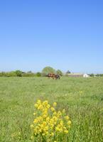 Horses on the grass in the pasture. Yellow flowers on a horse background photo