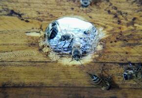 A beehive, a view from the inside. The bee-hut. Honey bee. Entrance to the hive. photo