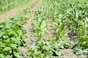 Vegetable garden with zucchini and corn. Vegetable beds in the garden. Weed beds. photo