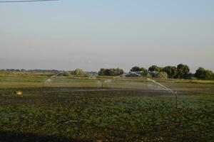 irrigación sistema en campo de melones riego el campos. aspersor foto