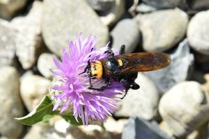 Megascolia maculata. The mammoth wasp. photo
