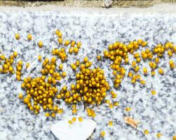 Young spiders, hatched from eggs in the nest. Colony of newborn photo