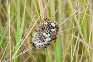 Nest of wasps polist in the grass. Small view wasp polist photo