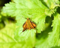 mariposa rojo de colores se sentó en un verde hoja. foto