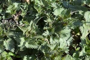 Young shoots of nettle in spring in garden. photo