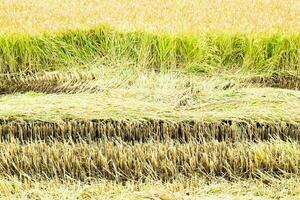 campo arroz cosecha comenzó. foto