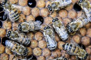 Macro photograph of bees. Dance of the honey bee. Bees in a bee hive on honeycombs. photo