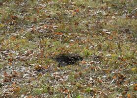 Wasps fly into their nest. Mink with an aspen nest. Underground photo