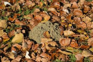 mound of earth from the burrow of a mole. A trace of a mole on the soil. photo