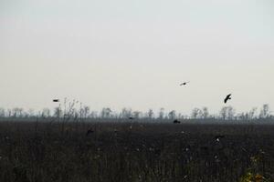 Crows circling above the plowed field in search of worms photo