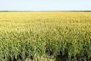 Field of rice in the rice paddies photo