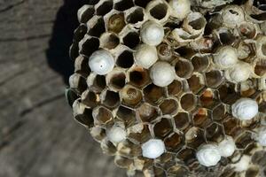 Wasp nest without wasps. Captured ravaged nest wasps. Honeycombs with larvae photo