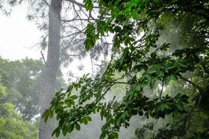 Chestnut tree in the park, chestnut tree in rain. photo