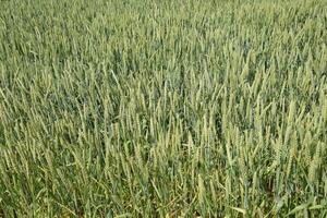 Spikelets of green wheat. Ripening wheat in the field. photo