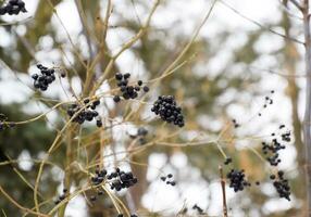 Berries of chokeberry aronia on branches in winter. photo