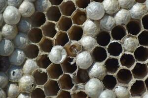 Wasp nest without wasps. Captured ravaged nest wasps. Honeycombs with larvae photo