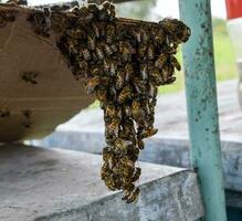 The beginning of the swarming of the bees. A small swarm of mesmerized bees on cardboard paper. Apiary. photo