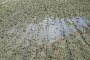 Drip irrigation on field, black hoses drip irrigation. photo