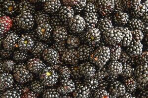 Plate with berries black blackberries photo