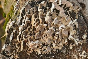 Plate mushrooms on a tree stump photo
