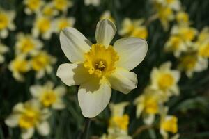 Spring flowering bulb plants in the flowerbed. Flowers daffodil yellow photo